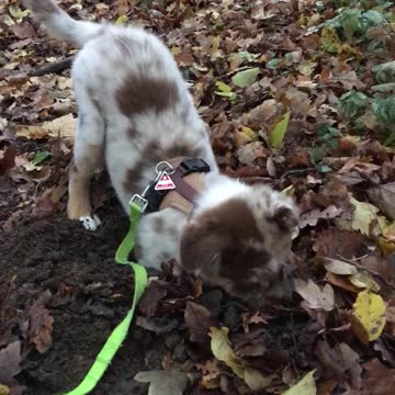 Cute Puppy Really Loves Digging In The Mud