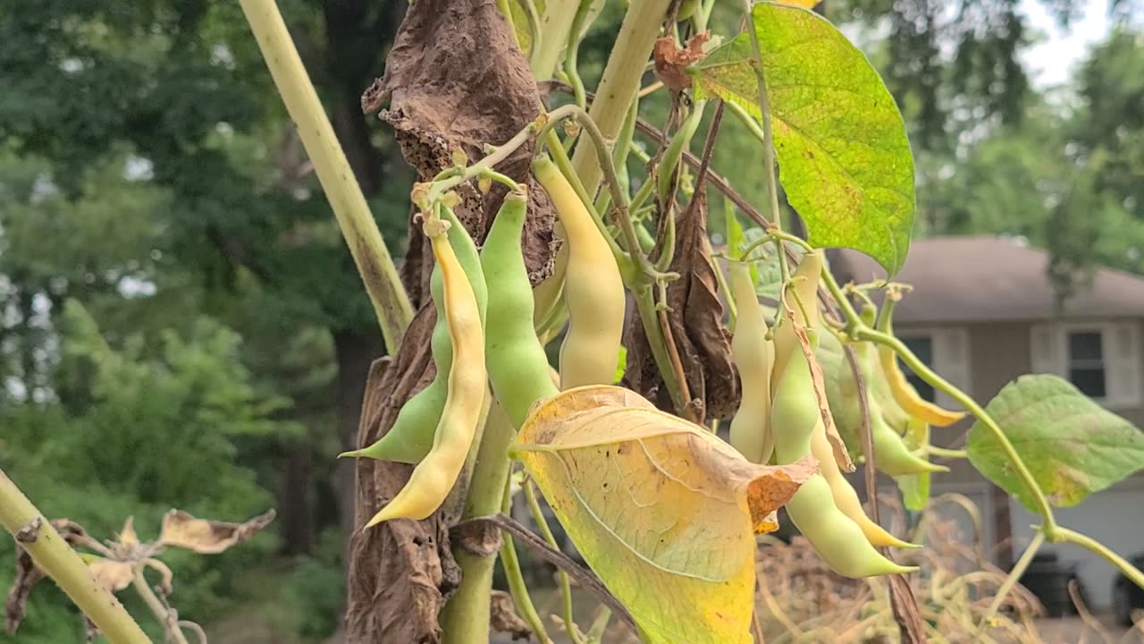 Beans + Sunflowers