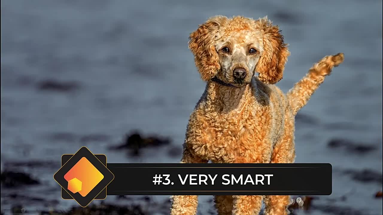 7 Reasons You Should NOT Get a Standard Poodle