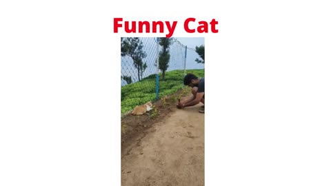 Funny Cat at time