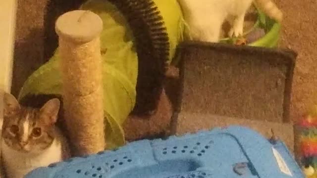 Menacing Diabolical White Monster Attacks Kitten in Epic Catfight