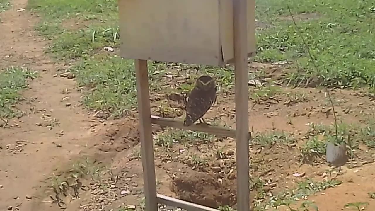 An owl couple wins a home in the middle of the city square in Palmas Tocantins