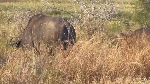 Akshu & Ahana seeing wild animals so near by| South Africa days | Safari| Twin sisters