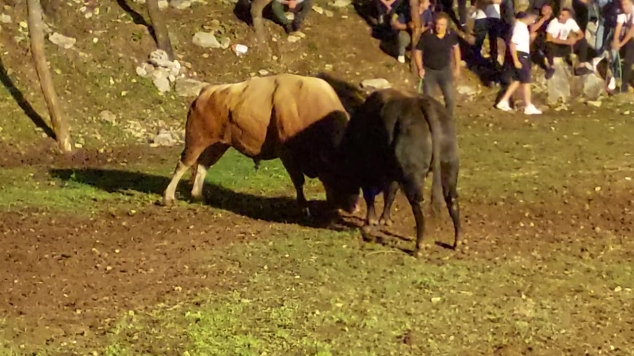 Zećo od Kumana vs Žuja od Bekavca