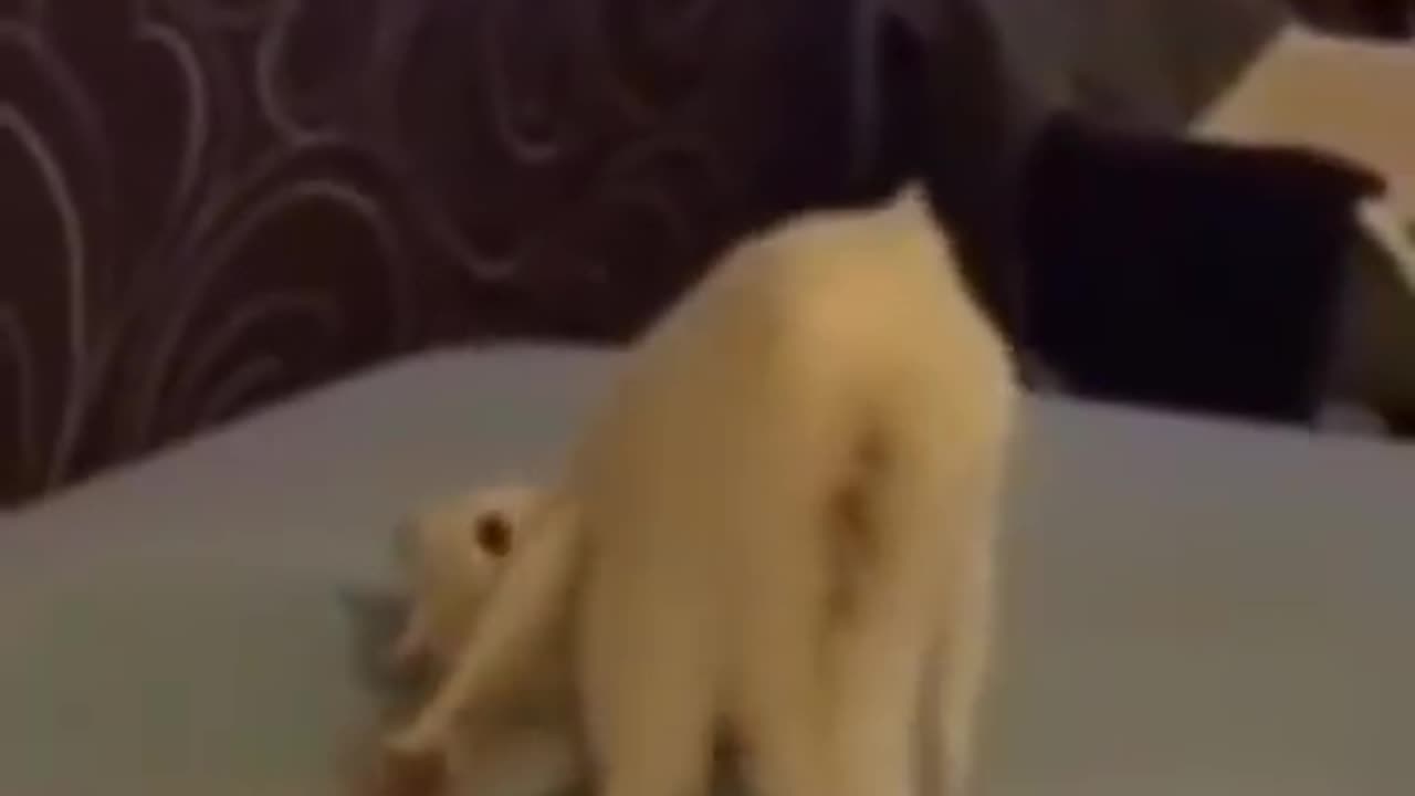 WAS HE TRYING TO STRETCH???!?