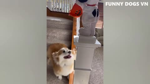 funny cats and dogs