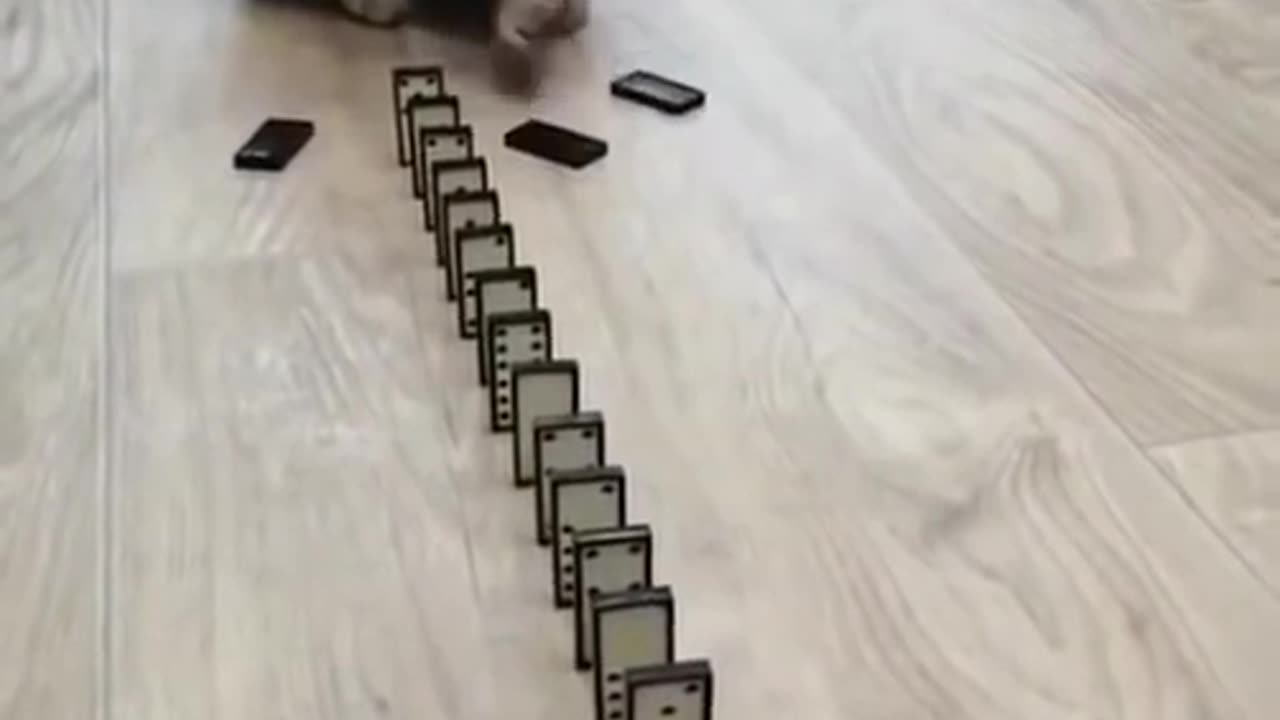 Domino Cat! Cute Cats!! Funny Cats