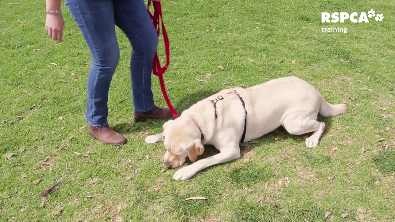 Dog training video