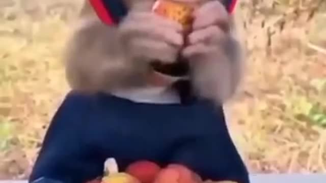 #Monkey 🐵