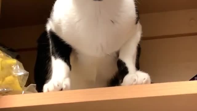 The Cute Black Muzzle Wants to Play Hide and Seek With You