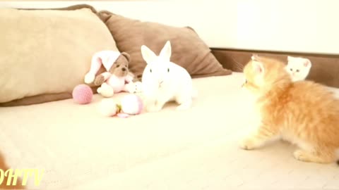 cat and rabbit