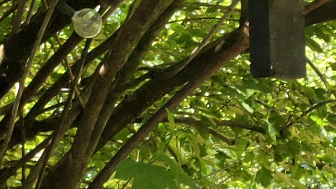 Douglas Squirrel