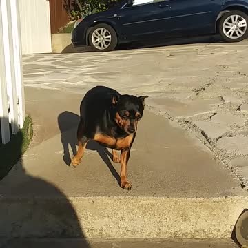 A Man Encouraging His Pet Dog To Go Down The Stair Steps, watch it