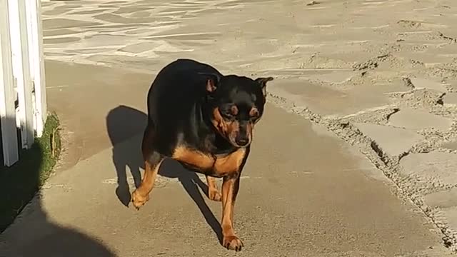 A Man Encouraging His Pet Dog To Go Down The Stair Steps, watch it