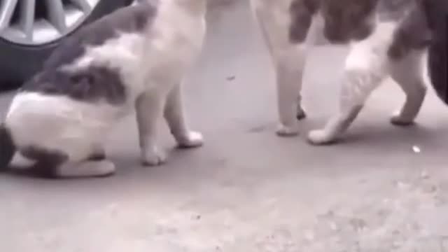 Cats fights.cats fighting with each others