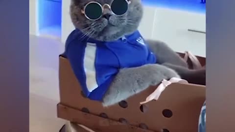 The funniest animals