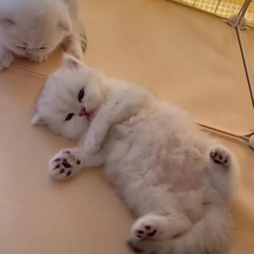 WOW, So Cute And Adorable Kitty Cats