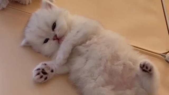 WOW, So Cute And Adorable Kitty Cats