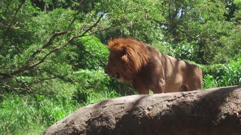 the lion in the jungle