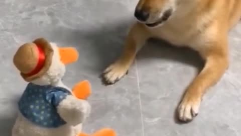 Cute dog funny comedy