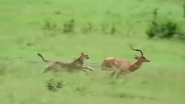 Amazing Cheetah Chase Compilation-15