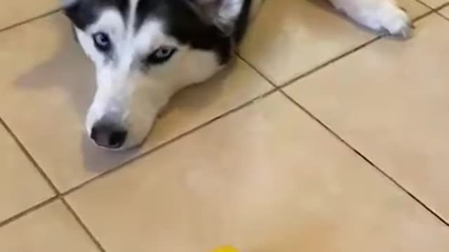 FUNNY HUSKY WON'T TOUCH LEMONS!!!