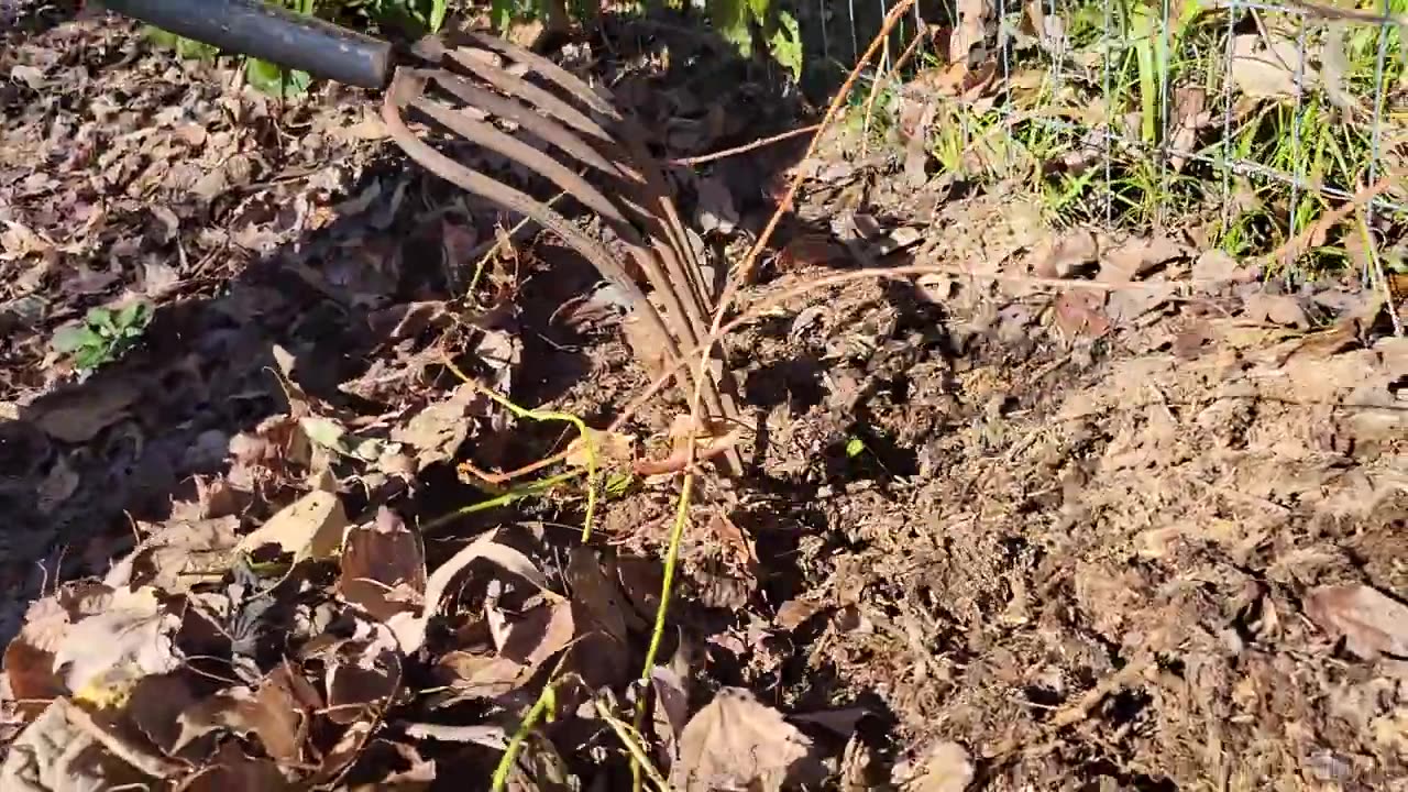 Harvesting Sweet Potatoes in a Permiculture Garden