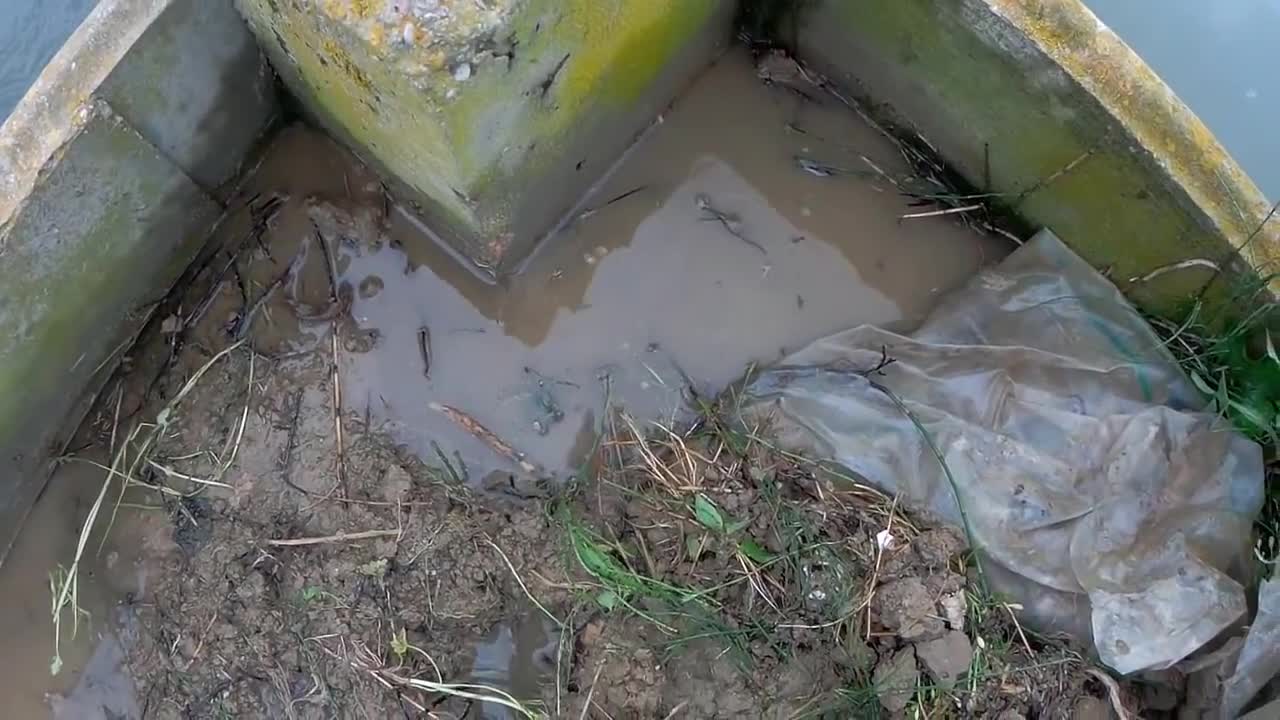 Rescue crabs to feed my turtles!20