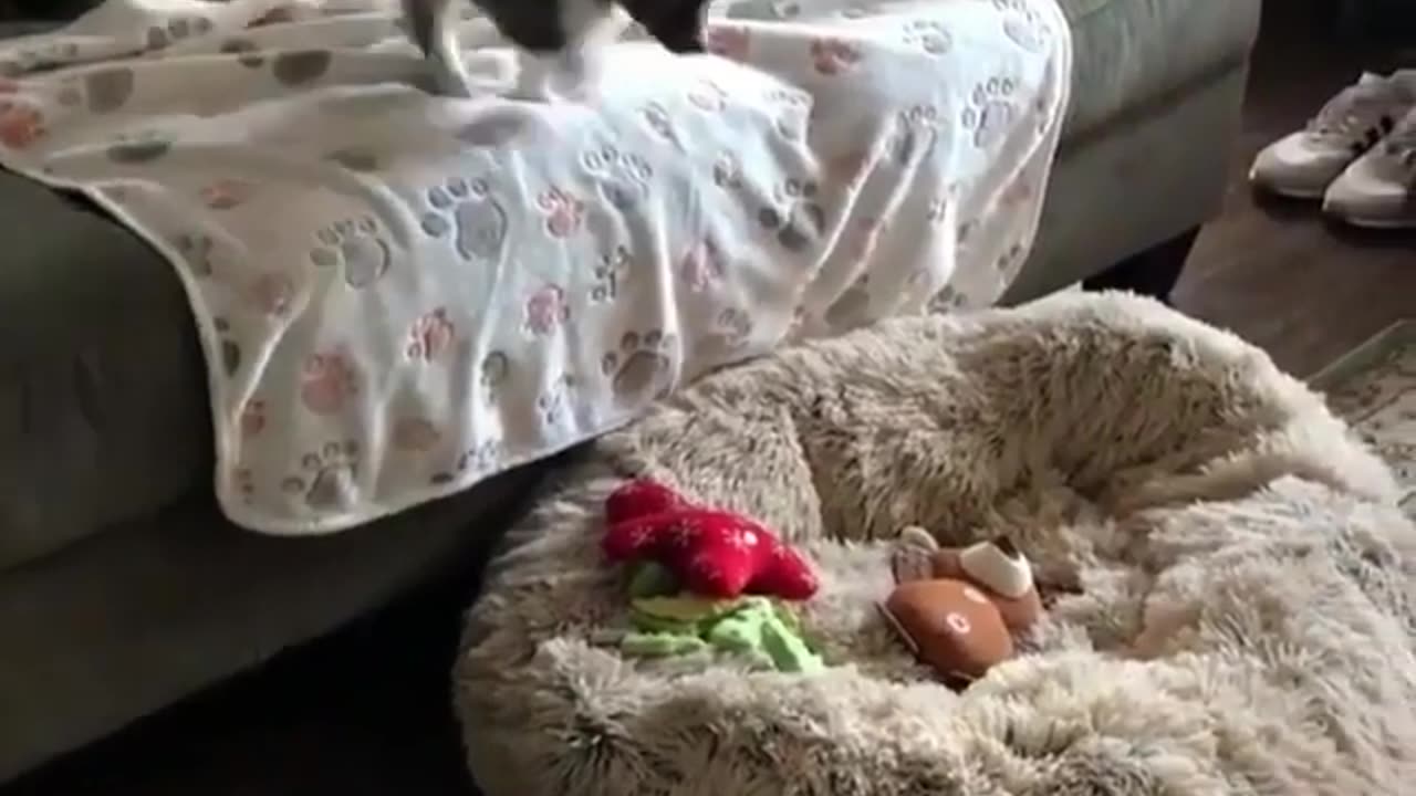Cute and funny animals