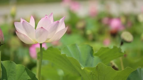 LOTUS dancing in the wind