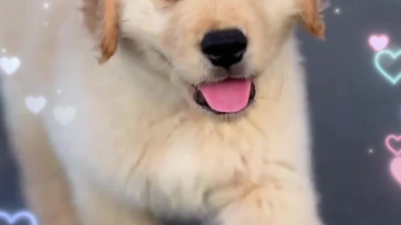 Dog Cries Out In Happiness After Months Apart From Owner