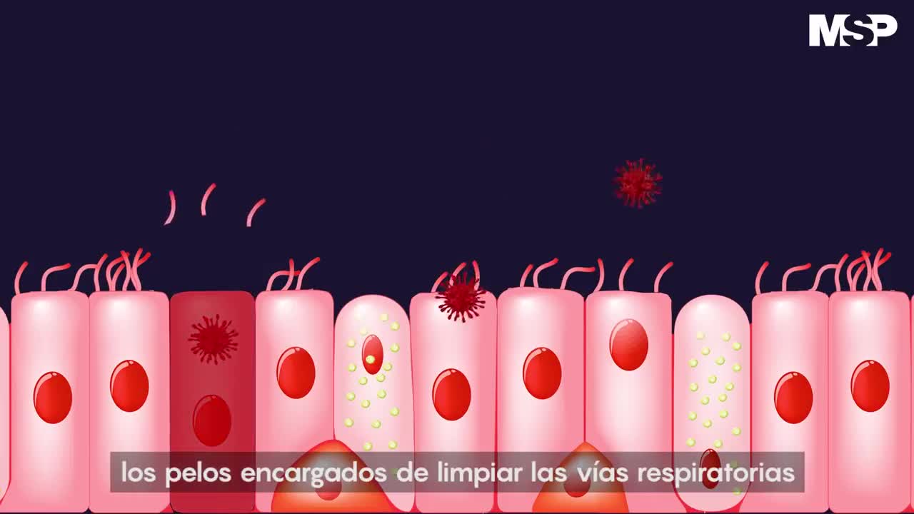 Así ataca el #Coronavirus al cuerpo humano - #ExclusivoMSP