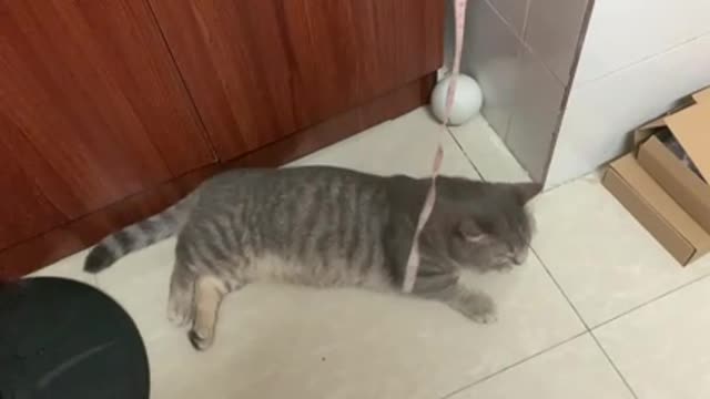 A cat lying on the floor playing