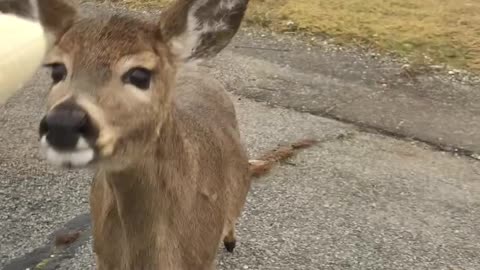 Deer walks up to car window to eat banana