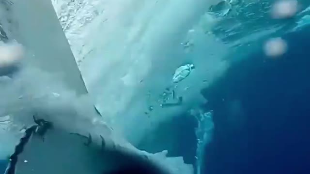 Close call with a Humpback Whale!!