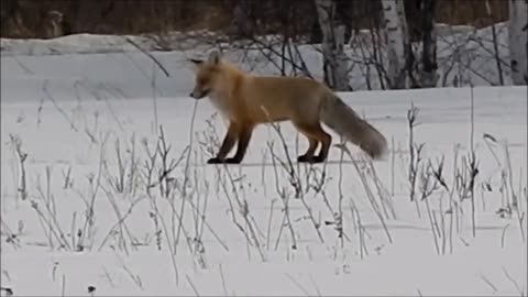 foxes in the wild