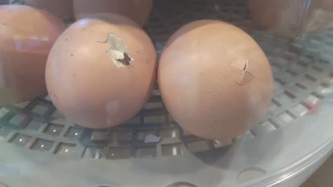 Eggs Hatching