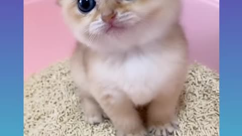 Cute and Funny Cat Videos Compilation 2021_