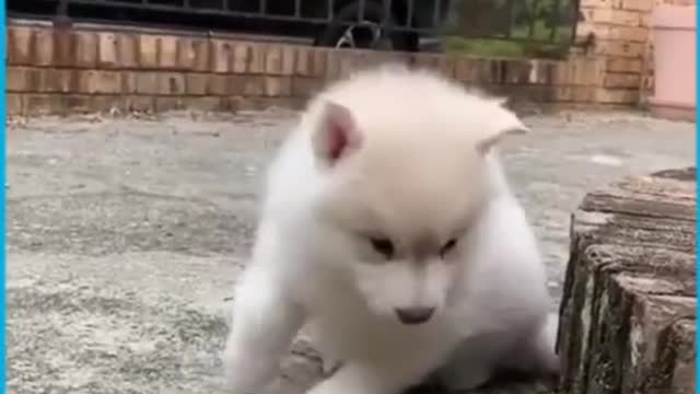 Fluffy siberian husky puppies that will still you