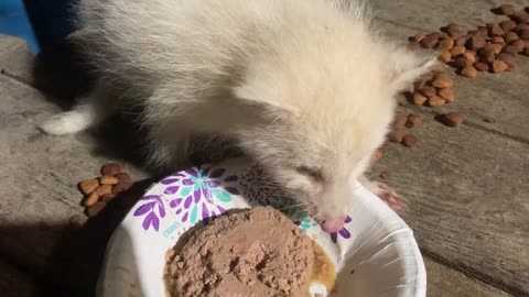 Rare Baby Albino shows up for Dinner