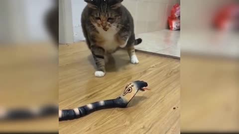 Scaredy cat with snake