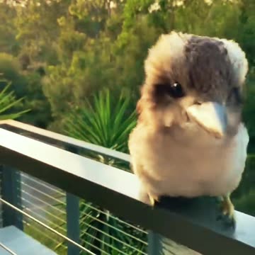 Adorable Baby Kookaburra 😍