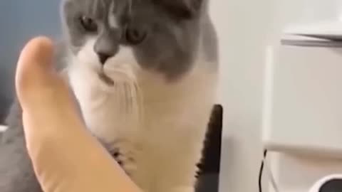 Best Funny Animals Videos - Cute Cats