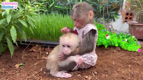 Bibi helps Dad take care of baby monkey