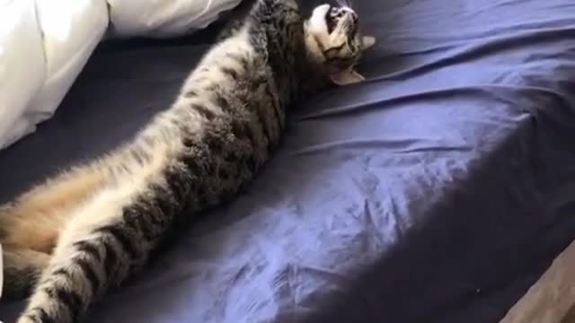 Cats being... CATS ~ Try Not to Laugh ~ TIK TOK ~ Funny Cats Compilation (TikTok)