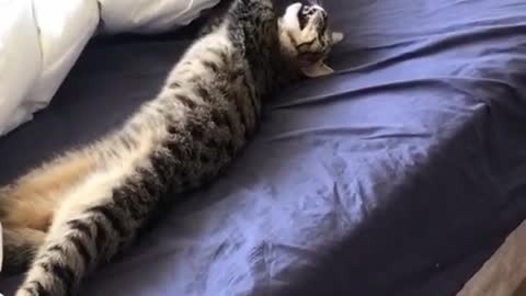 Cats being... CATS ~ Try Not to Laugh ~ TIK TOK ~ Funny Cats Compilation (TikTok)