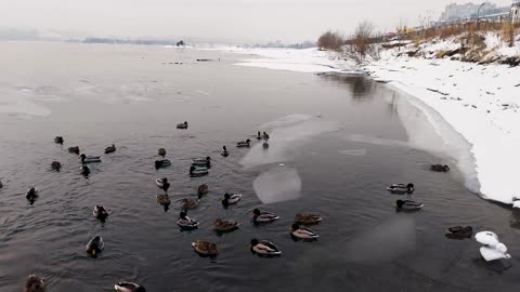 Ducks do not want to fly from Siberia