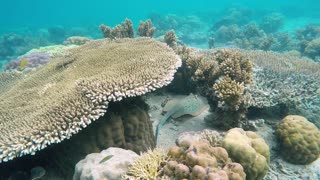 Amazing Sting Ray Fish Marine