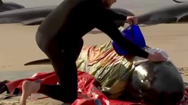 Some 230 whales beached in Australia