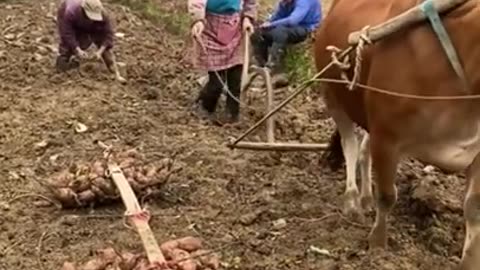 Village Life In Japan
